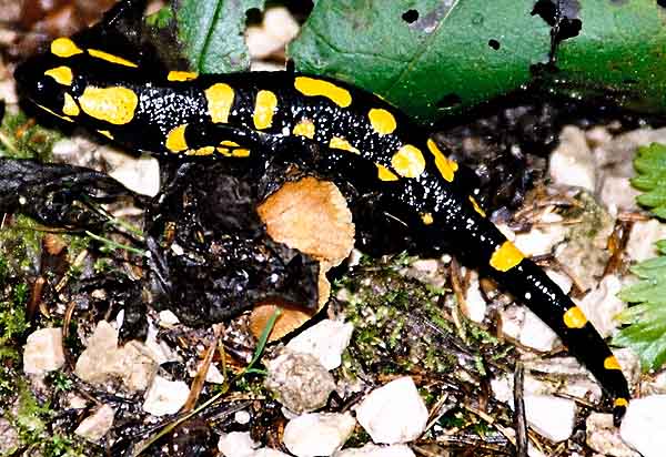 Salamander